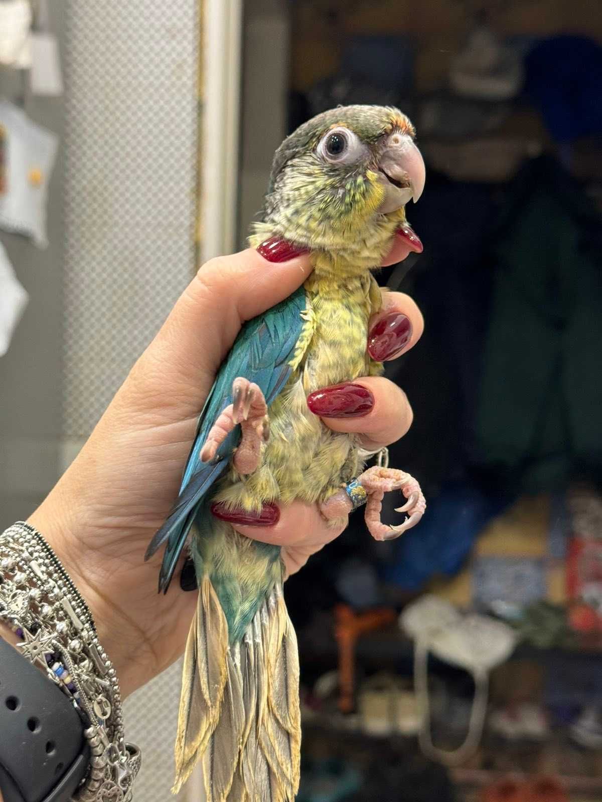 Пиррура разных окрасов , ручной говорящий попугай пиррура