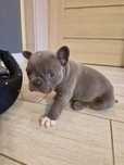 Buldog Francuski Pies Blue
