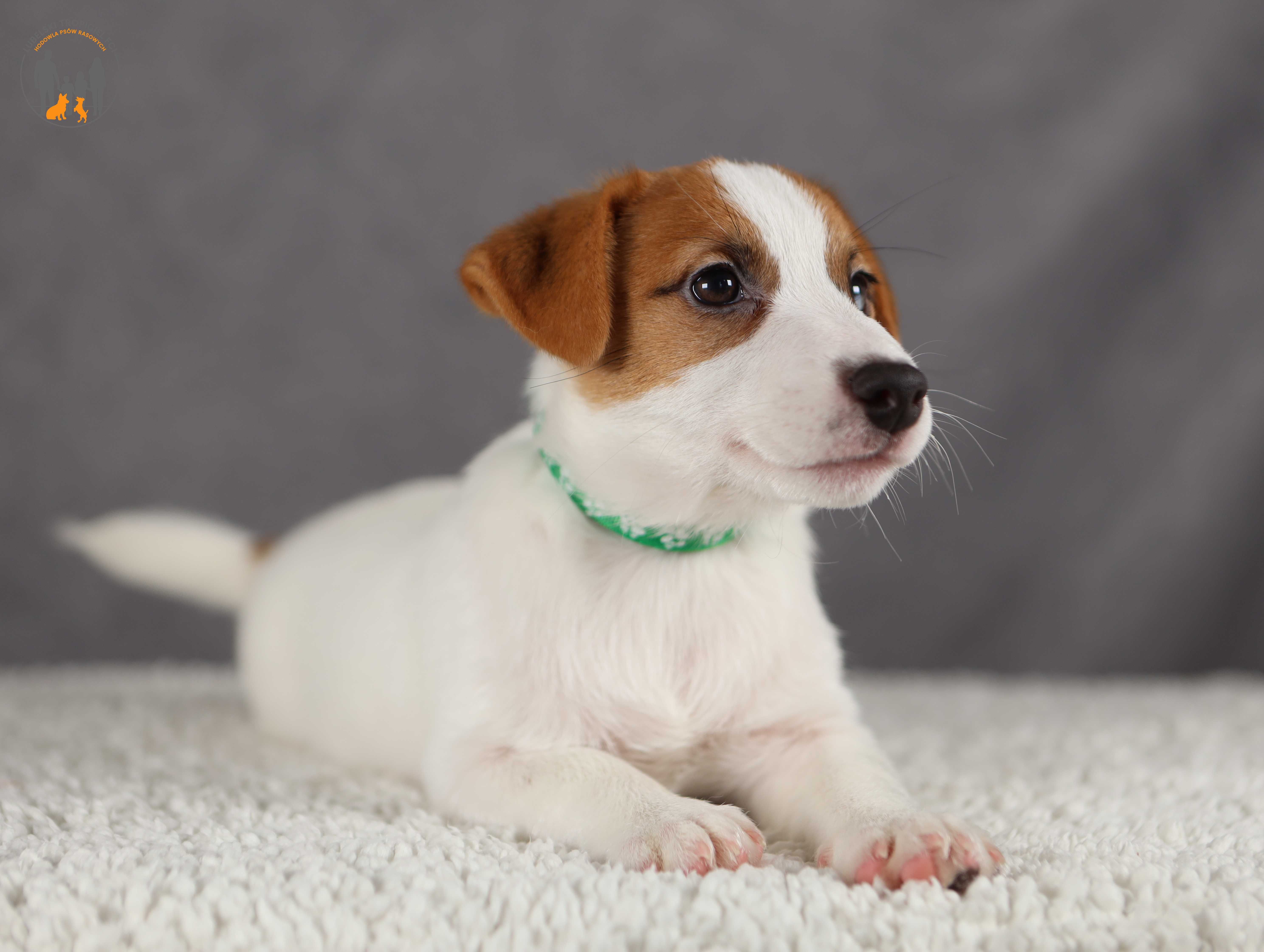 Jack Russell Terrier ZKwP FCI piesek k.włos rezerwacja