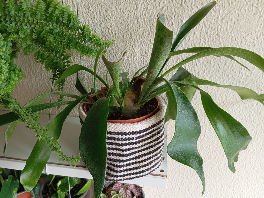 Plantas naturais