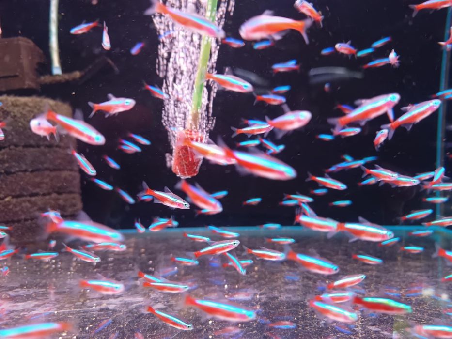 PAKIET 50SZT Neon czerwony polska hodowla od Neon Zoo