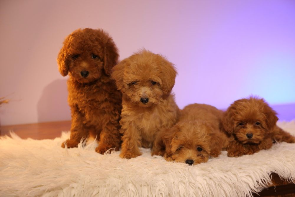 Один хлопчик ‼️ та одна дівчинка ‼️ мальтіпу Акційна ціна