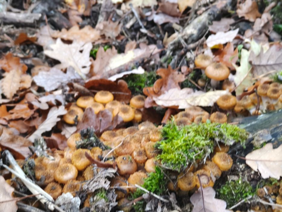 3 x Marynowane opieńki