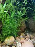 Najas guadalupensis guppy grass łatwa roślina akwariowa do krewetkariu
