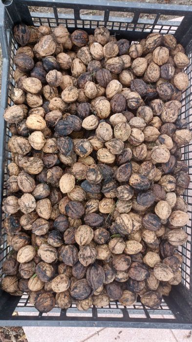 Sprzedam lub zamienię zbiory orzechy włoskie