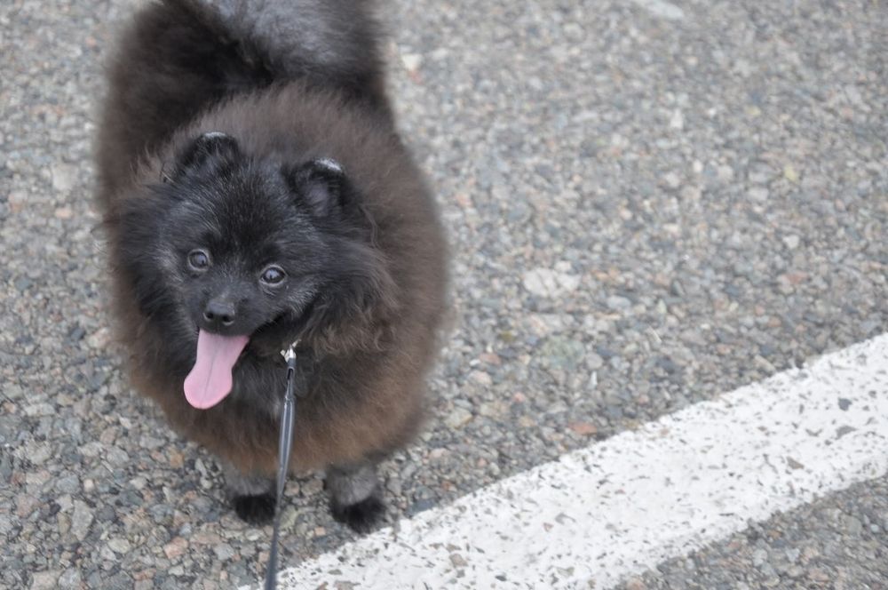 Шпиц девочка кляйн