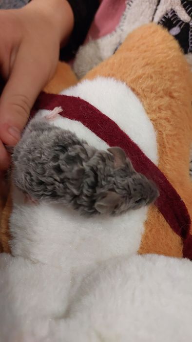 Мышь.Продам декоративного кучерявого мышонка породы Китайский тексель.