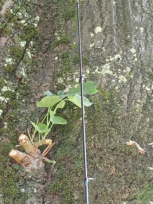 Cana de pesca de três partes