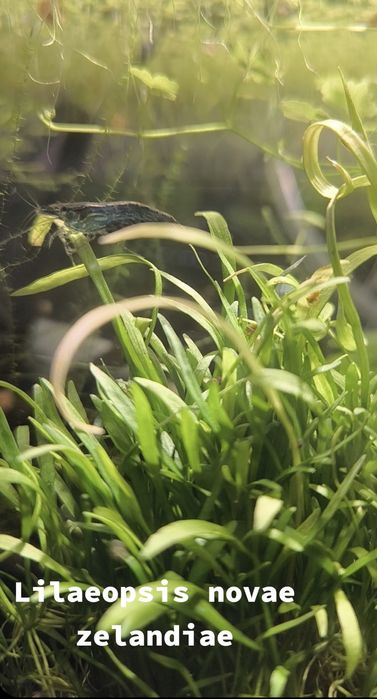 Plantas para aquario