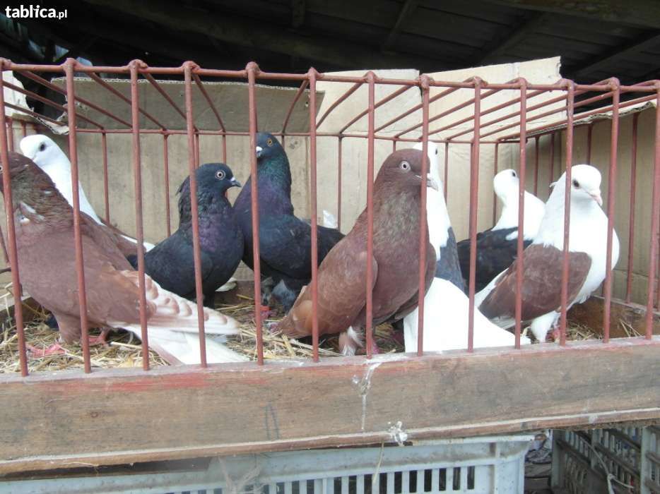 Gołębie-boki, szaryki(orlik polski)