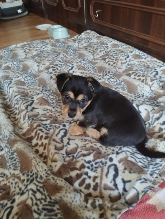 Szczeniak suczka oddam za darmo