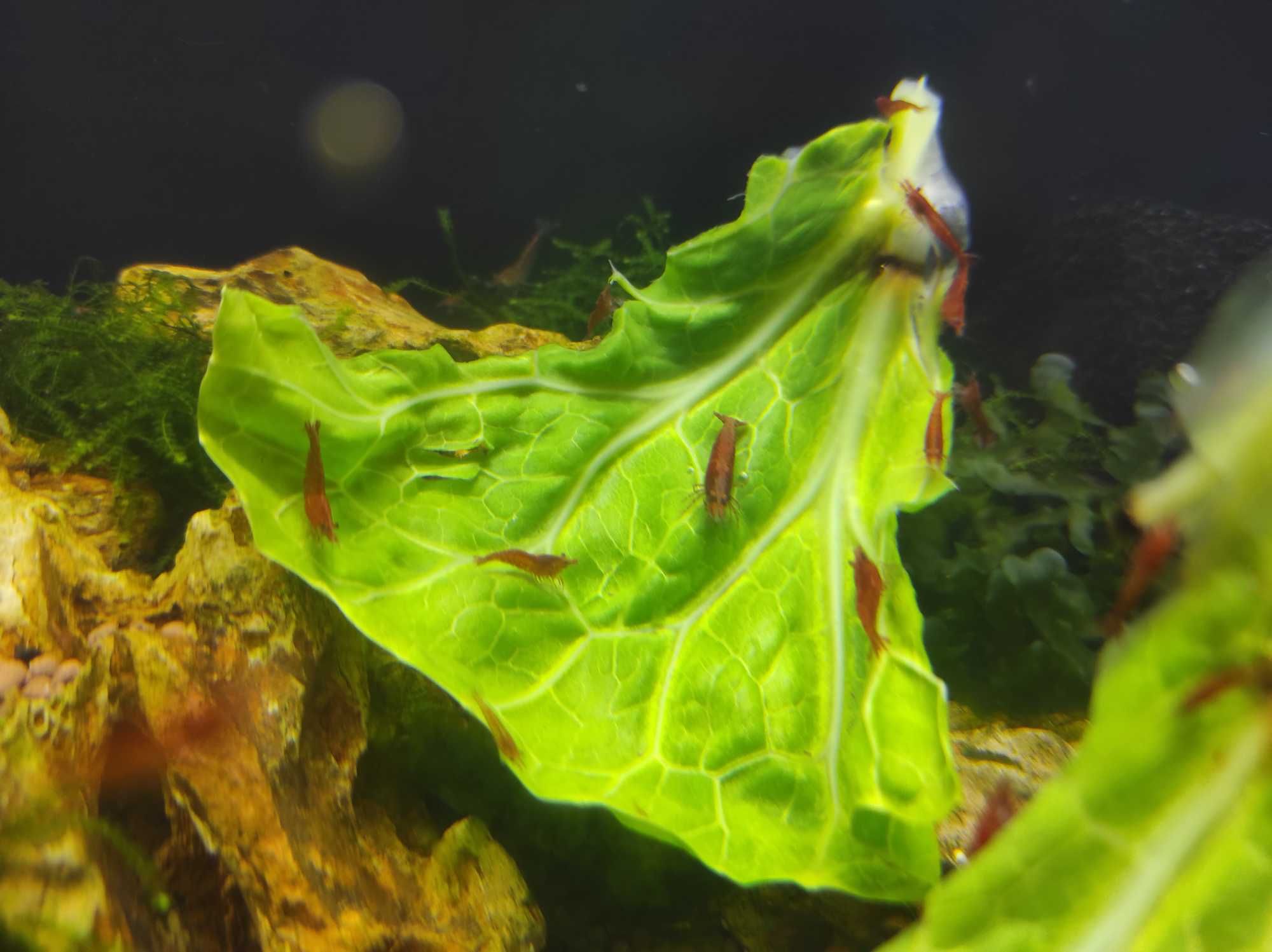 Camarões Neocaridinas Red Cherry Aquario