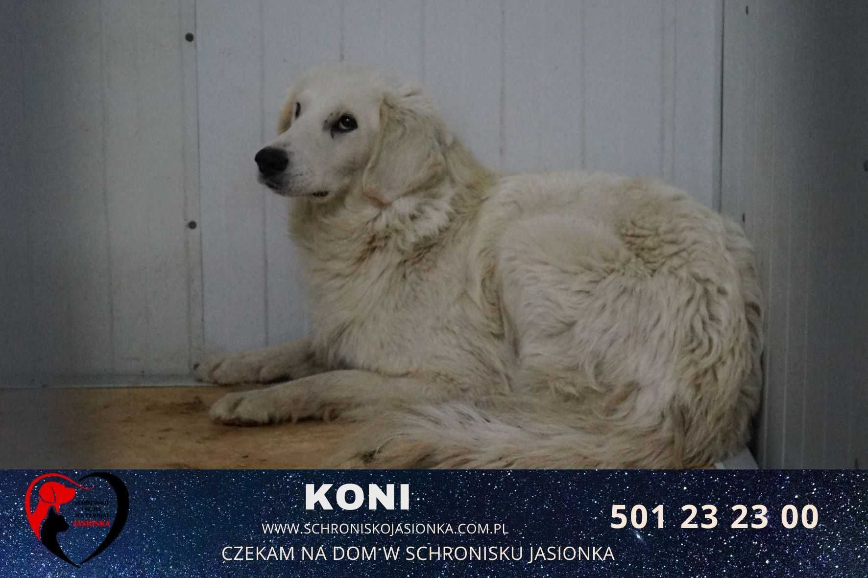 Koni- schronisko Jasionka