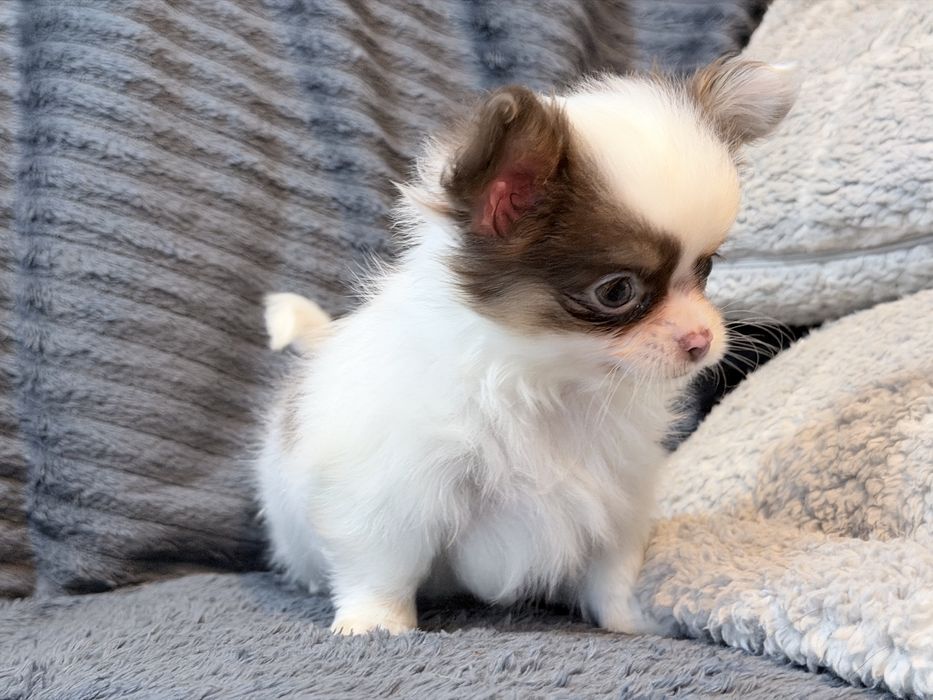 Chihuahua piesek bialo czekoladowy