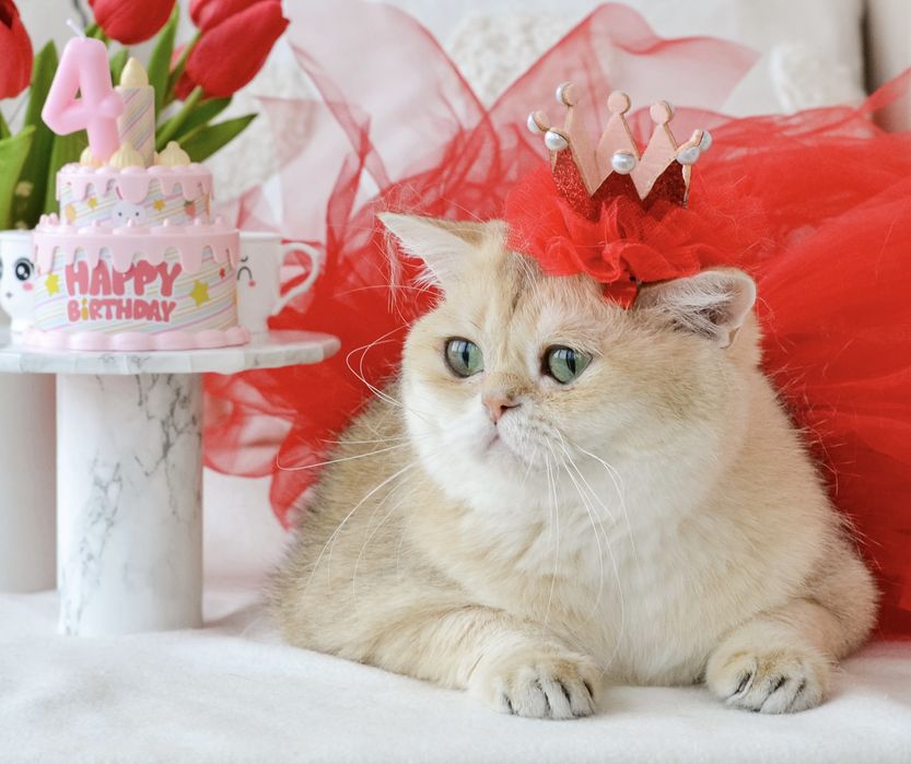 Доросла золота британка