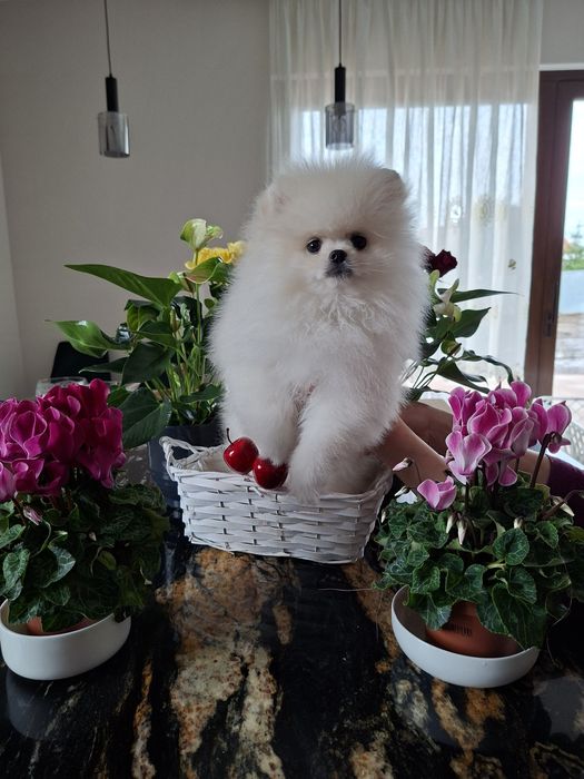 Biały pomeranian piesek