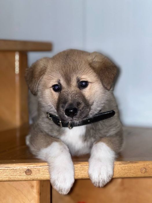 Відам цуцика в хороші руки