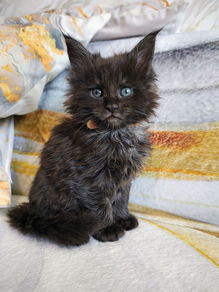 Kocurek Maine Coon