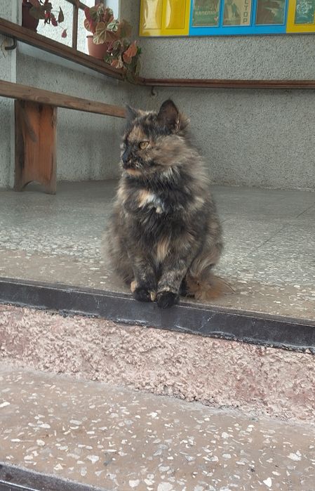 Безкоштовно кицюня