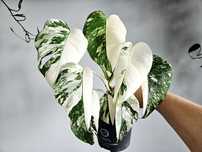 Monstera biała albo variegata deliciosa  super wybarwienie