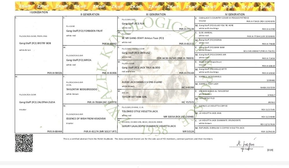 Молодий гладкошерсний кобель джек расел