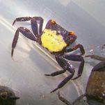Krab geosesarma wampir