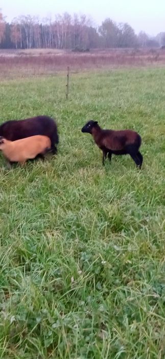 Owce i baranek kameruńskie