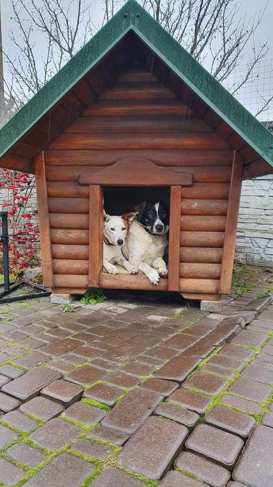 Пропали собаки. Материальное вознаграждение тому,кто найдет их!!!