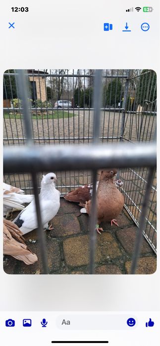 Sprzedam golebie. ozdobne