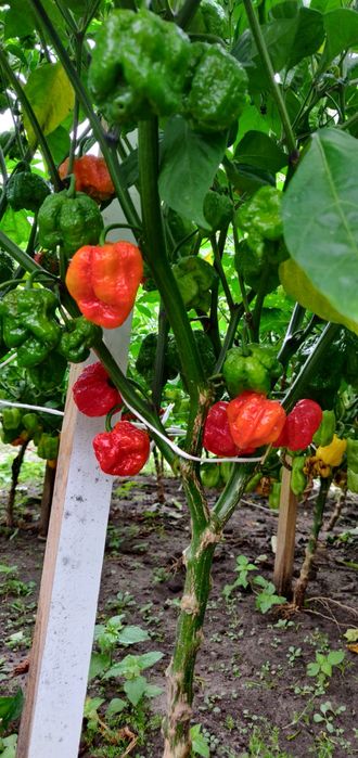 Ostry sos Carolina Reaper