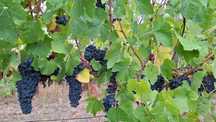 Uvas, boa qualidade