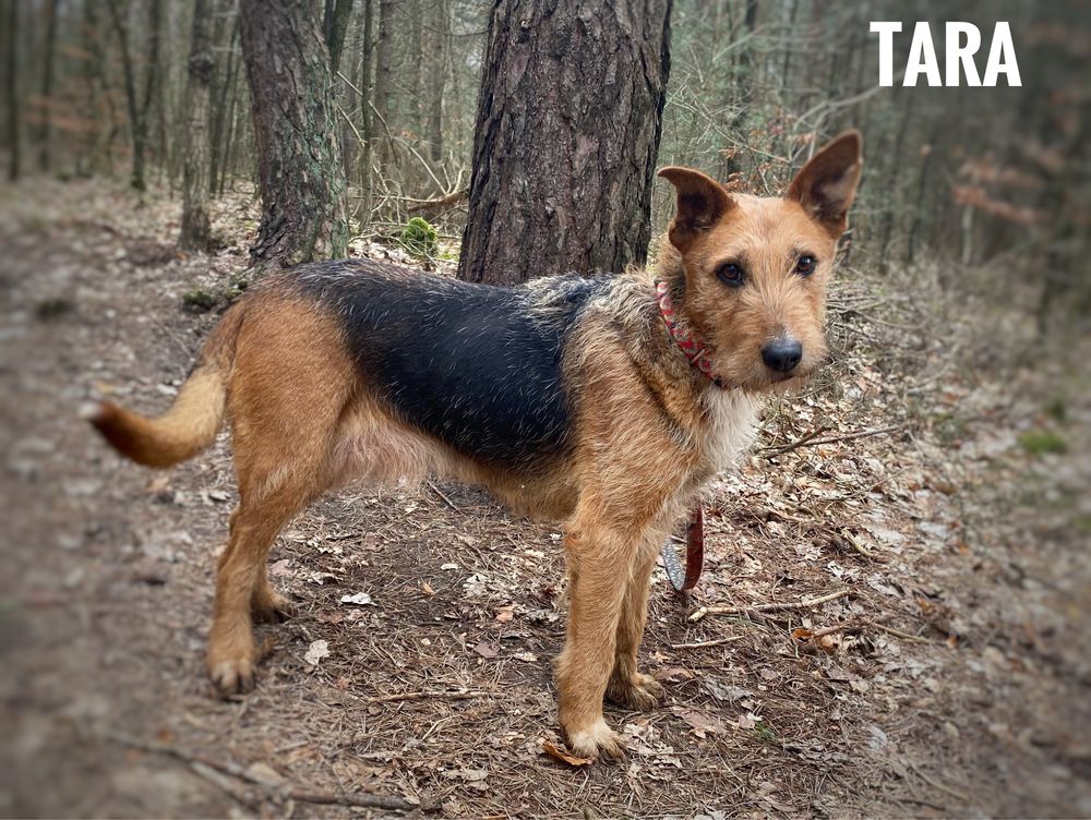 Terrierka, 15 kg, 3 letnia Tara adopcja