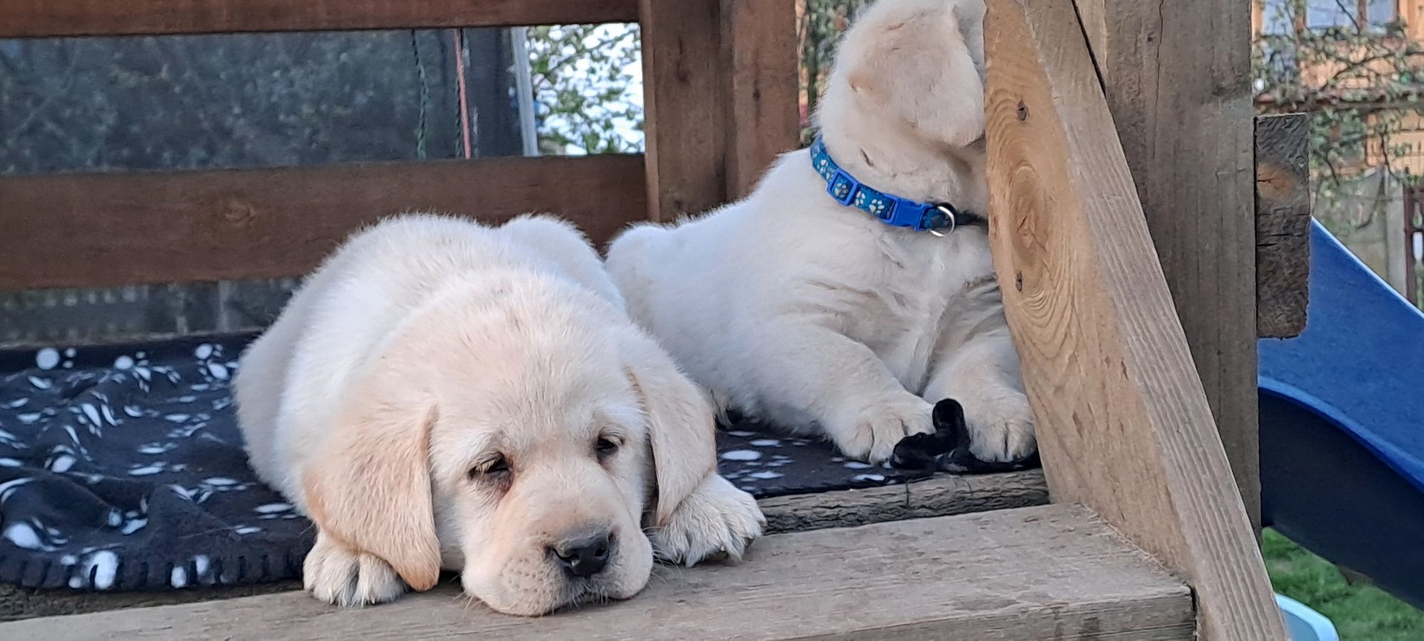Labrador retriever