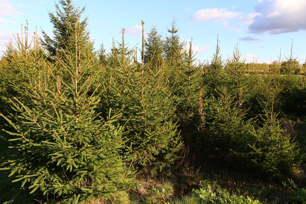 CHOINK świerka pospolitego