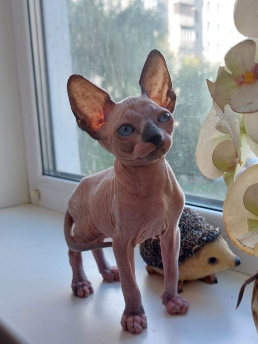 Канадские сфинксы и эльфы