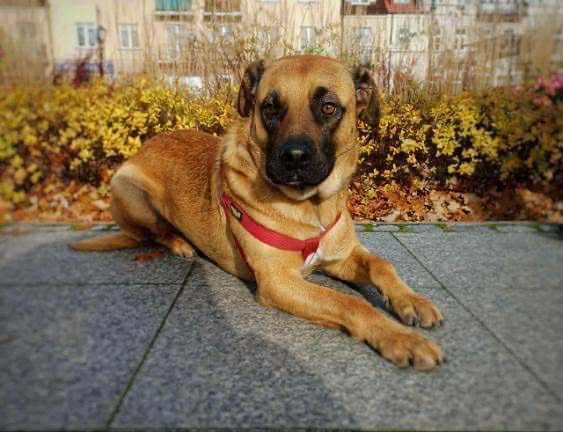 Kajtek – młody, proludzki kanapowiec szuka domu