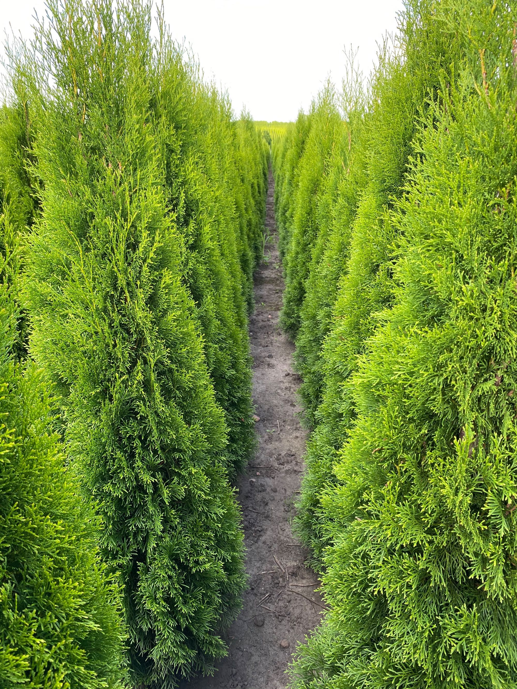 Thuja Smaragd 120-140 cm i inne tuja Szmaragd żywopłot Transport