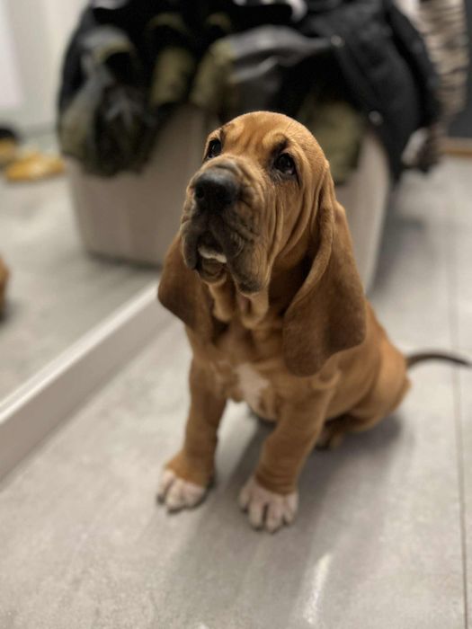 Szczenię Bloodhound