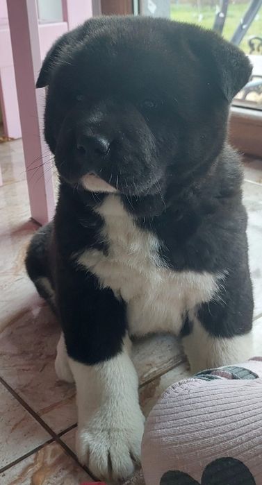 Akita Amerykańska, szczeniak suczka, rodowód