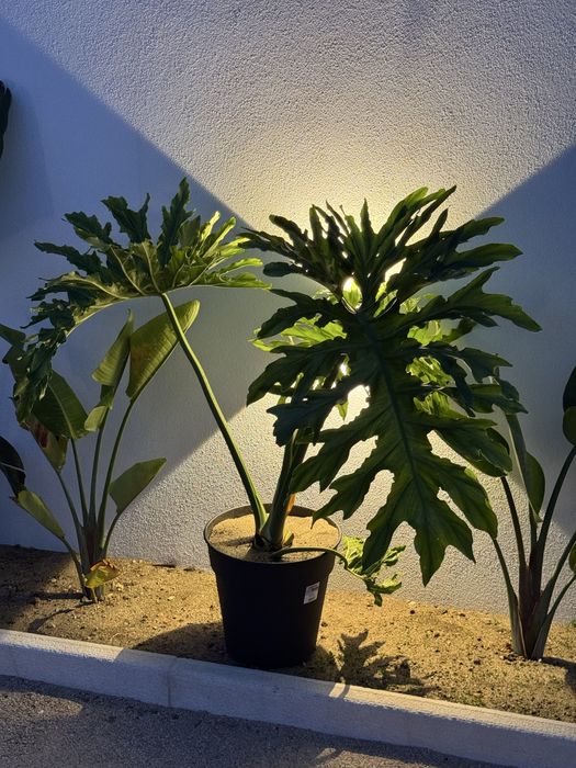 Planta Philodendro sellum