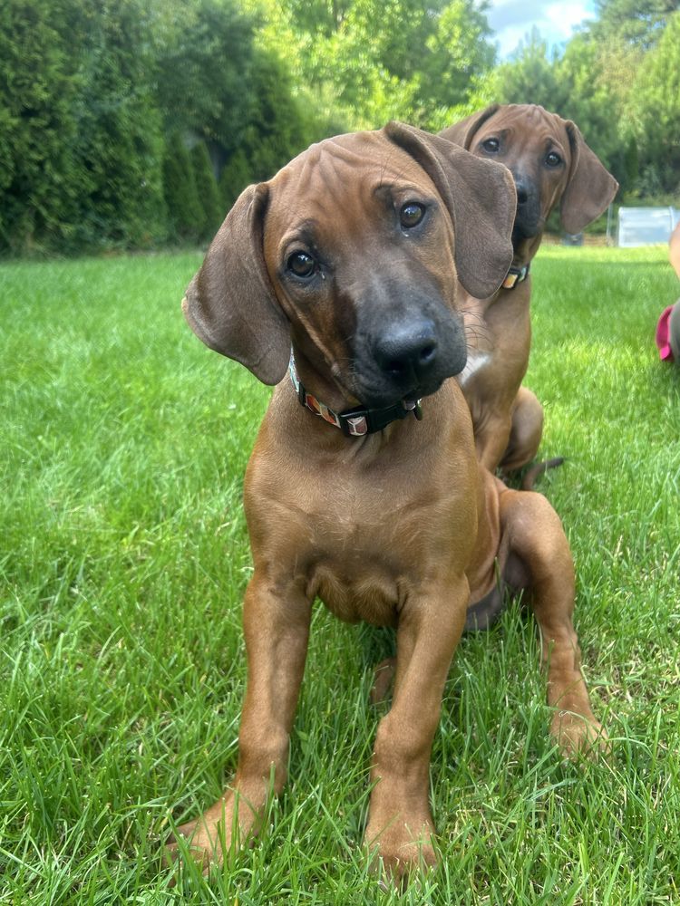 Rhodesian ridgeback - dwie ostatnie suczki