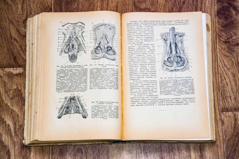 Колесников.Анатомия человека.  1955