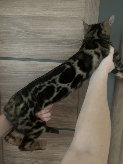 Бенгальске кошеня хлопчик 5міс