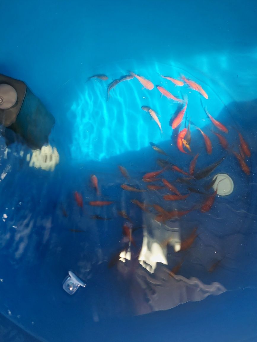 Peixe Cometa, Goldfish de Água Fria