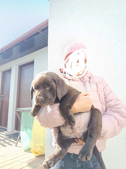 Labrador retriever czekoladowa suczka
