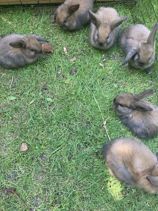 Króliczki mini lop