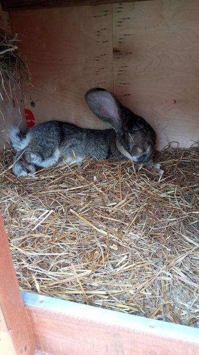 Samiec olbrzym belgijski szary