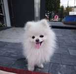 Szpic miniaturowy pomeranian maly piesek