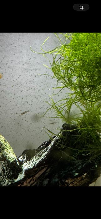 Crias guppy minimo 15