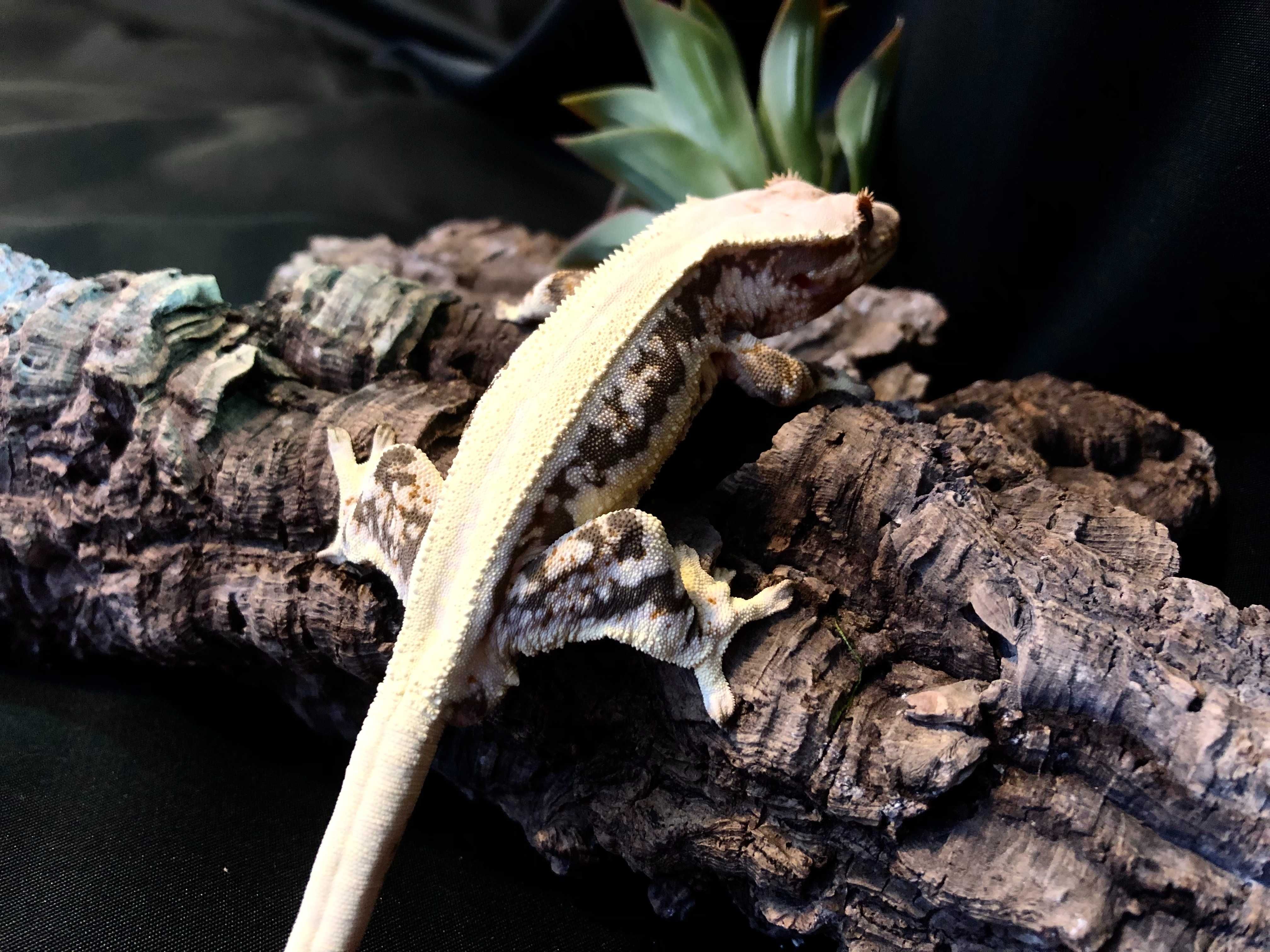 Gekon orzęsiony EM12 Crested Gecko ciliatus SAMIEC Lilly White